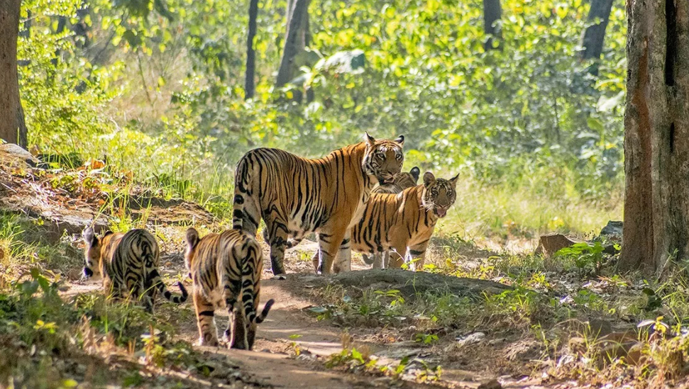 Satpura National Park, Jabalpur, Madhya Pradesh - Vushii.com